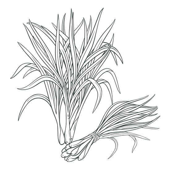 Pave the Way to Low Impact Living with Pico X Health